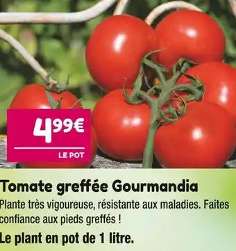 Point Vert Tomate greffée gourmandia offre