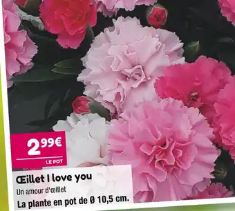 Œillet i love you