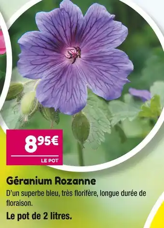 Point Vert Géranium rozanne offre