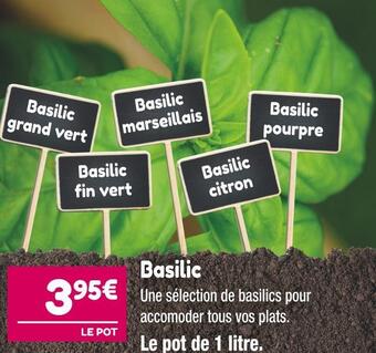 Point Vert Basilic offre