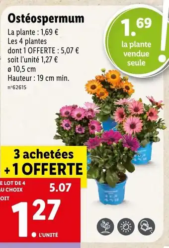 Lidl Ostéospermum offre