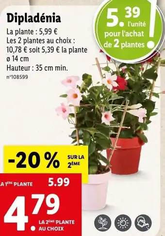 Lidl Dipladénia offre