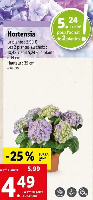 Hortensia