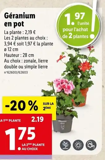Lidl Géranium en pot offre