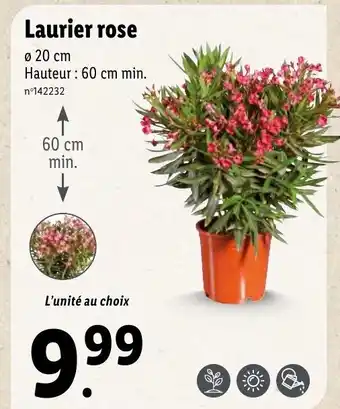 Lidl Laurier rose offre