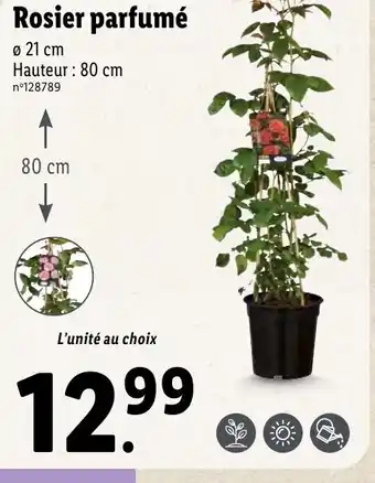 Lidl Rosier parfumé offre