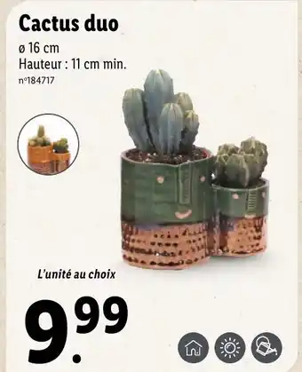 Lidl Cactus duo offre