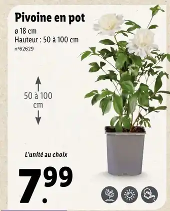 Lidl Pivoine en pot offre