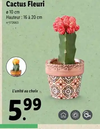 Cactus Fleuri