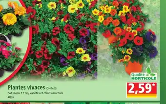 Norma Plantes vivaces Confetti offre