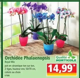 Norma Orchidée Phalaenopsis offre