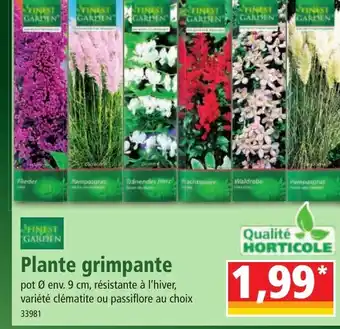 Norma Plante grimpante offre