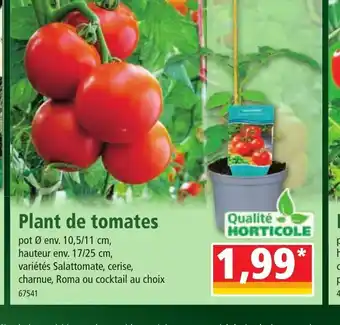 Plant de tomates