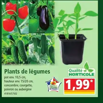 Norma Plants de légumes offre