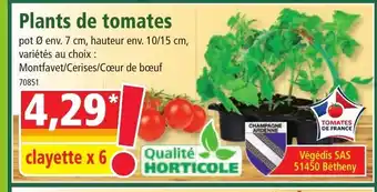 Norma Plants de tomates offre
