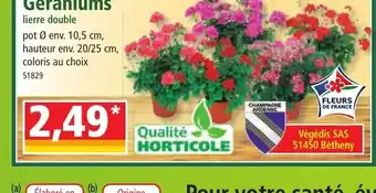 Norma Géraniums lierre double offre