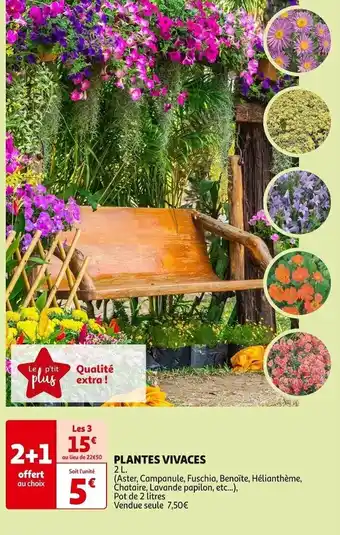Auchan PLANTES VIVACES offre