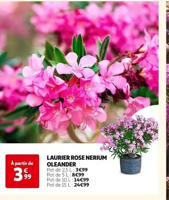 LAURIER ROSE NERIUM OLEANDER