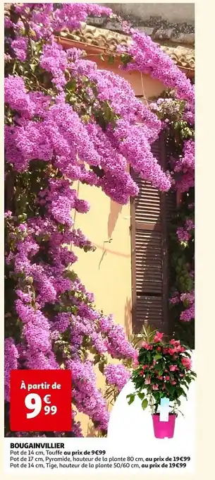 Auchan BOUGAINVILLIER offre