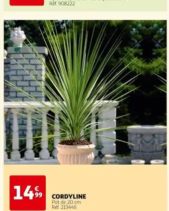 CORDYLINE