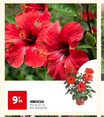 HIBISCUS Pot de 17 cm Réf. 96650206