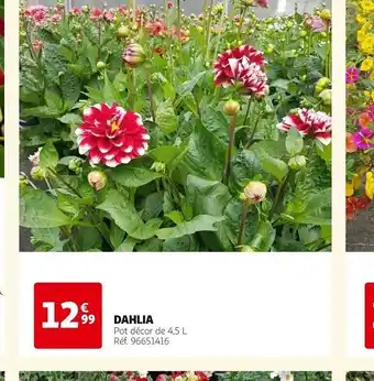 Auchan DAHLIA Pot décor de 4,5 L Réf. 96651416 offre