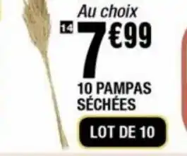 10 pampas sechees