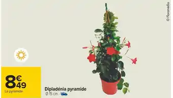 Carrefour Dipladénia pyramide offre
