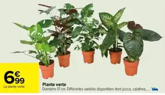 Carrefour Plante verte offre