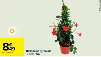 Carrefour Dipladénia pyramide Ø 15 cm. offre
