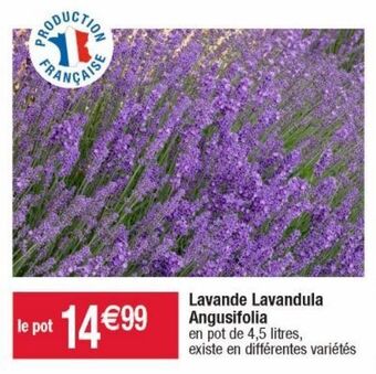 Cora x Carrefour Lavande offre