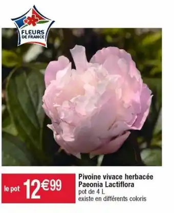 Cora x Carrefour Plantes à fleurs offre