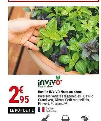 Gamm vert Basilic invivo nous on seme offre