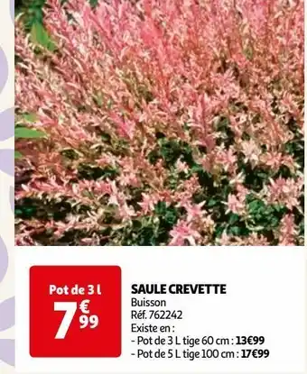 Saule crevette