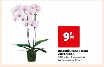 Auchan Orchidée multiflora 2 branches offre