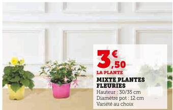 Super U Mixte plantes fleuries offre