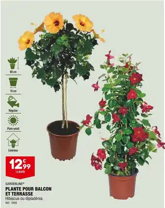 ALDI Plante pour balcon et terrasse offre