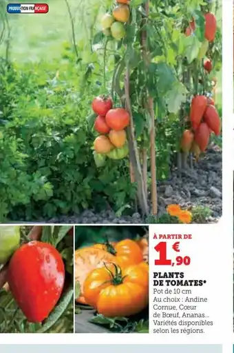 PLANTS DE TOMATES* Pot de 10 cm Au choix : Andine Cornue, Cœur