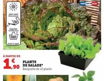 Super U PLANTS 90 DE SALADE* Barquette de 12 plants offre