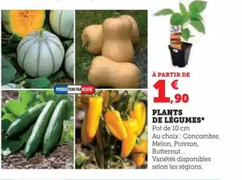 Super U PLANTS DE LÉGUMES* offre