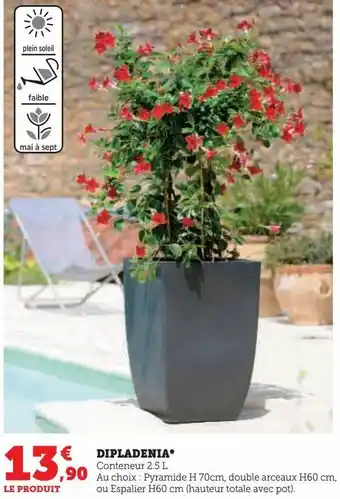 Super U Dipladenia offre
