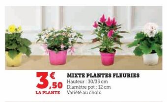 Hyper U Mixte plantes fleuries offre