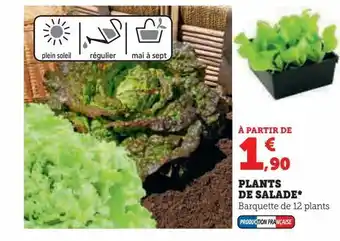 Hyper U Plants de salade offre