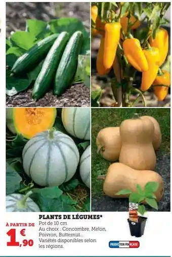 Hyper U Plants de légumes offre