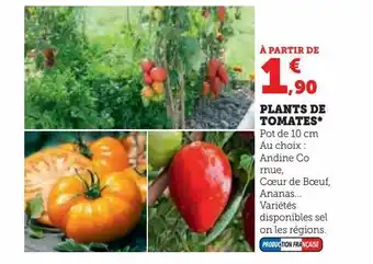 Hyper U Plants de tomates offre