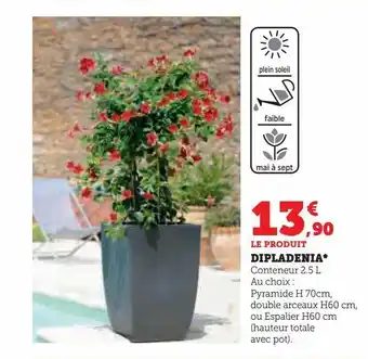 Hyper U Dipladenia offre