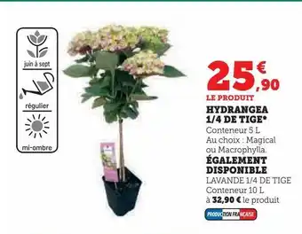 Hydrangea 1/4 de tige