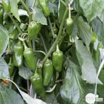 Truffaut Plant de piment 'basque gorria' f1 : pot de 0,5 litre offre
