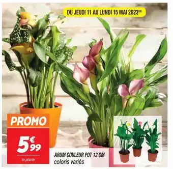 Arum couleur pot 12cm