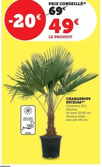 Super U Chamaerops excelsa offre